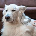 TESLA PetCare Station TQ500 Pro - sada pre starostlivosť o srsť domácich maznáčikov